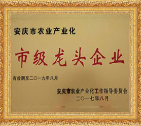市級龍頭企業(yè)